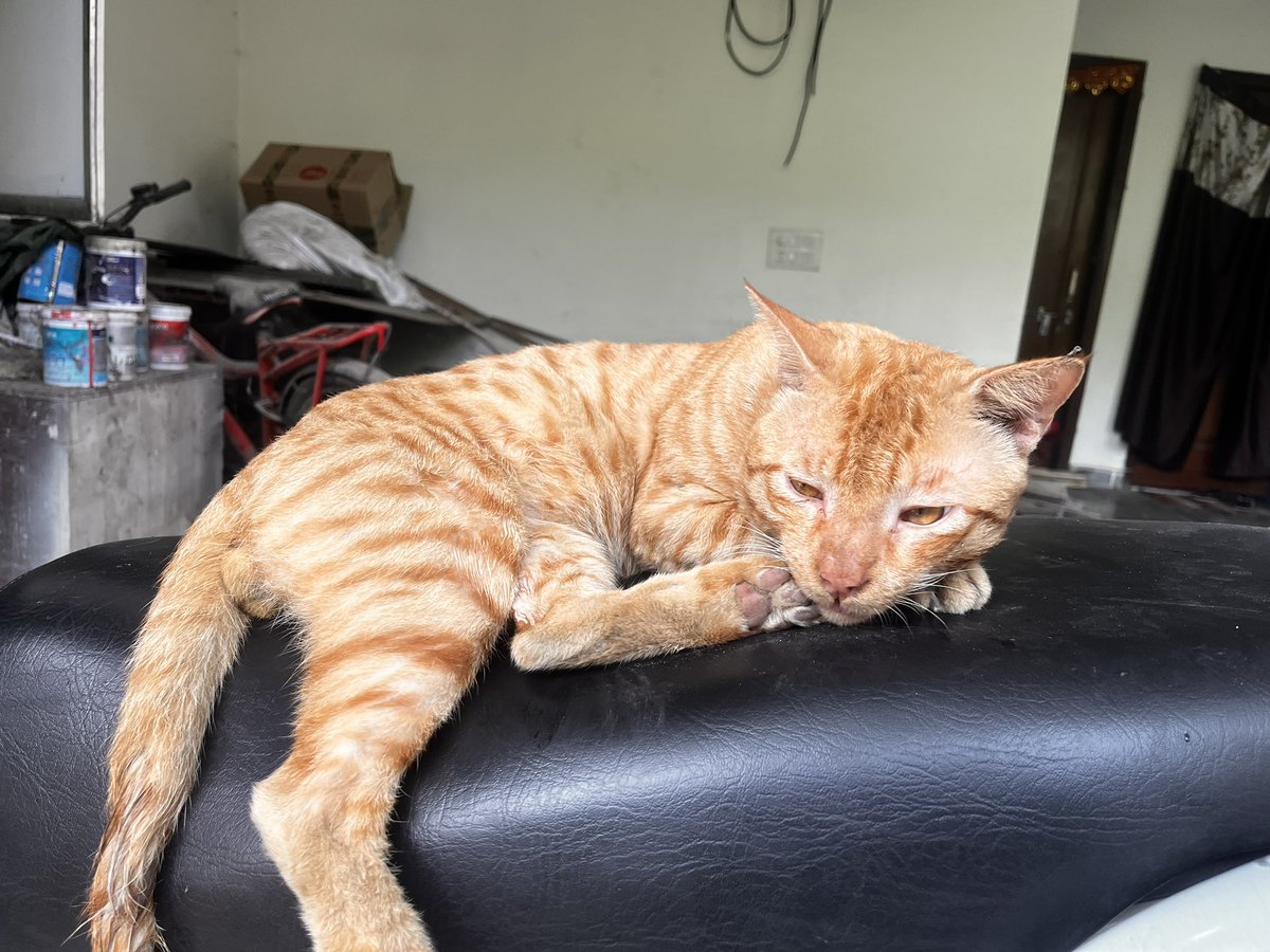 singhdhruv12's tweet photo. Idk whats wrong with this cat why he is breathing heavily while patting….
Any suggestions on what should i do, is he ill or something???
#ilovecats #petlovers #pethealthcare #petwellness #veterinary #helpmeowt #catloversworld #catowners #kittens #health #cathealth #catlovers https://t.co/fE6D6fNXYf