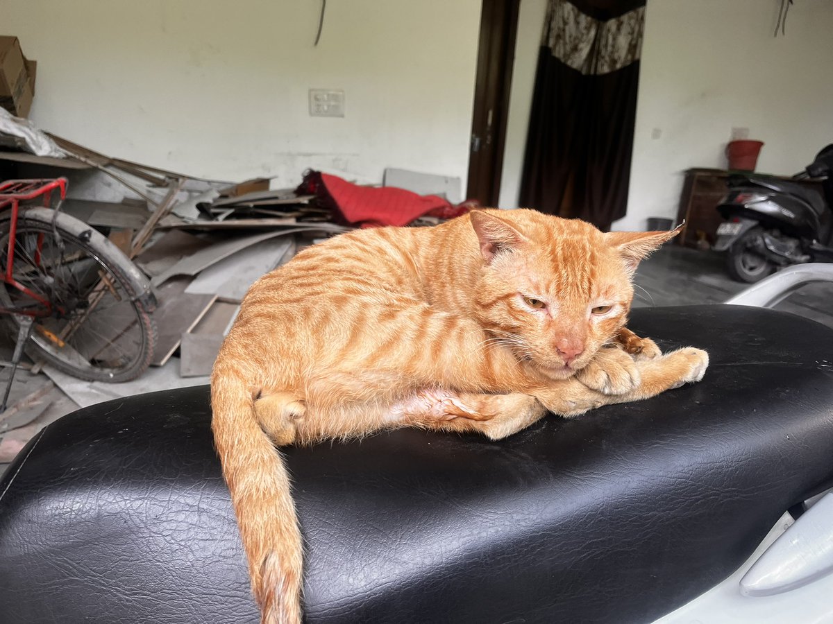 singhdhruv12's tweet photo. Idk whats wrong with this cat why he is breathing heavily while patting….
Any suggestions on what should i do, is he ill or something???
#ilovecats #petlovers #pethealthcare #petwellness #veterinary #helpmeowt #catloversworld #catowners #kittens #health #cathealth #catlovers https://t.co/fE6D6fNXYf