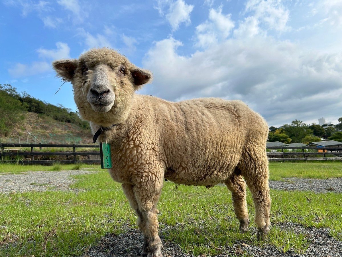 englandhill_zoo's tweet image. おやすみなさい⊂((・⊥・))⊃
#ひつじ #わたげ #にこ #ひまり #ソックス