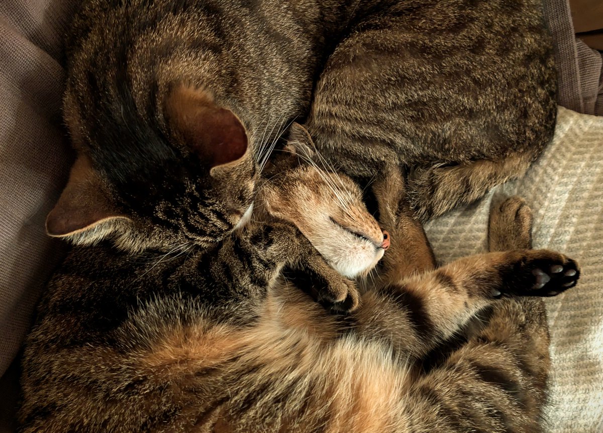 Guten Morsche!
Kuschelmodus an!

#CatsofTwittter #Cats