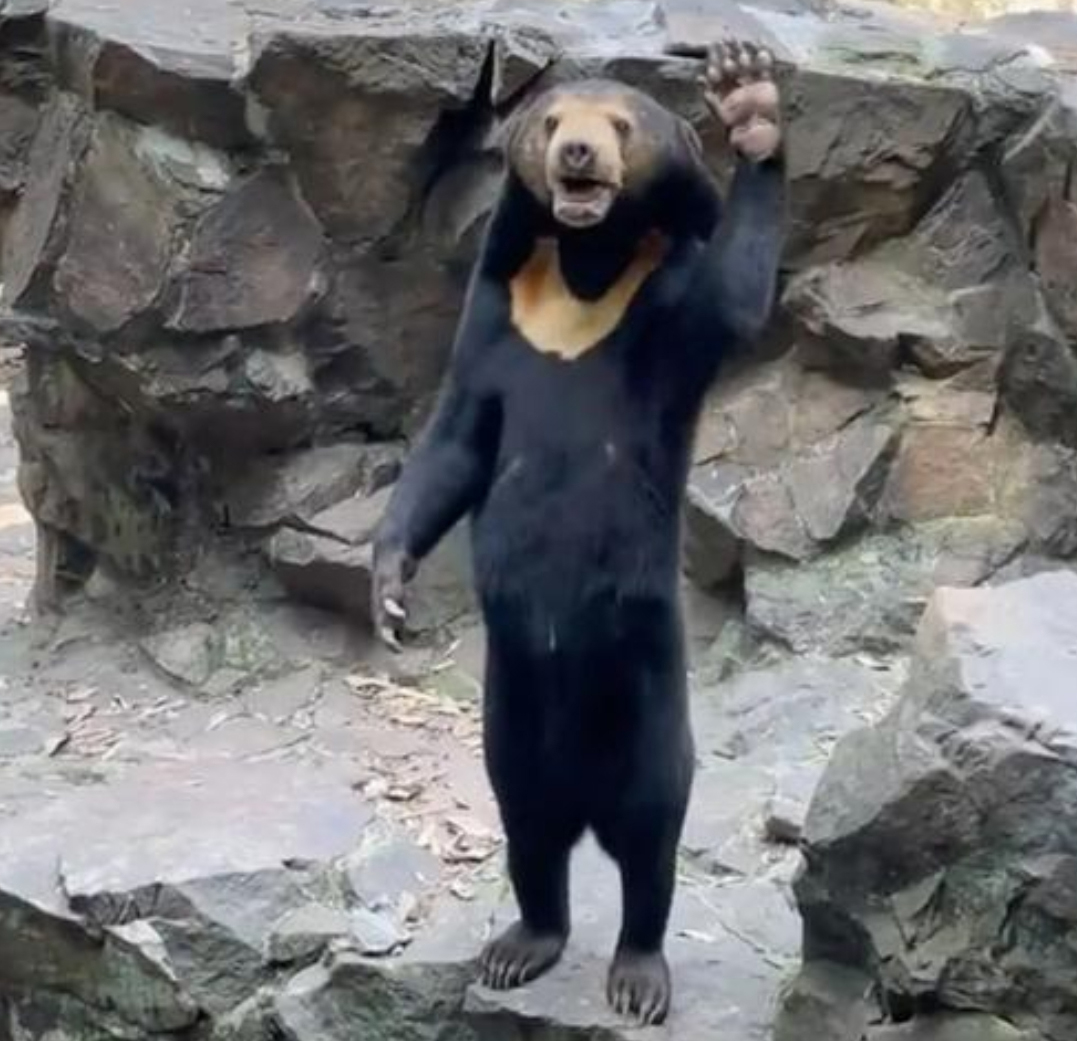 derek guy tweet media