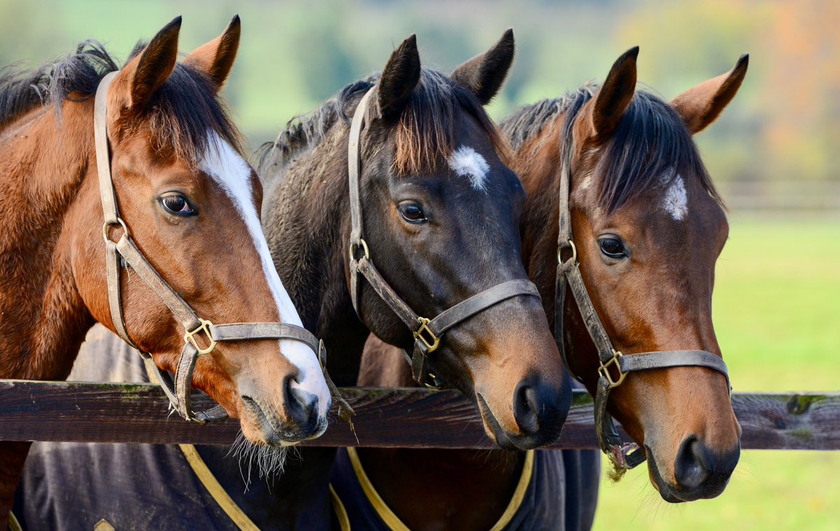 Michael Harris (@mjyharris) on Twitter photo Three of <a href="/WKnightRacing/">William Knight Racing</a> horses on their holidays yesterday.
(L-R) Standbackandlook, Beach Point, Holkham Bay.
Racehorses being horses. Three of <a href="/WKnightRacing/">William Knight Racing</a> horses on their holidays yesterday.
(L-R) Standbackandlook, Beach Point, Holkham Bay.
Racehorses being horses.