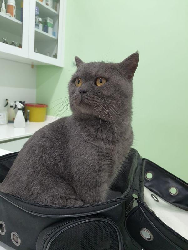 📍ÖMÜRLÜK YUVA
Bu güzel yavrumuza ömürlük yuva arıyoruz. Adı Merkür, tahmini 1-2 yaşlarında erkek (kısırlaştırma şartıyla) Tedavisi ve iç dış parazit aşısı yapıldı. sineklik file gibi önlemler alınmalı. Sahiplendirme takip şartı ile olacaktır.
📞: 0536 071 61 97