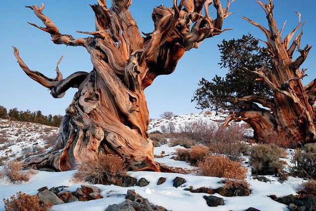 Imagine meeting someone who was alive when Stonehenge &amp; the pyramids of Egypt were built 5,000 years ago

Daft yes? Well what about a tree that was alive then, and still is

The Great Basin Bristlecone Pines of California

Photo: Rick Goldwaser