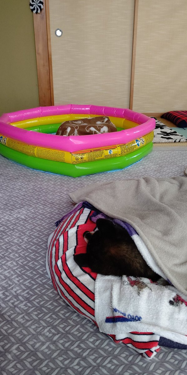 今日のナナ。朝からずっと寝ている。起こしてもぐにゃぐにゃで、歩けない。数日前まではなんとか旋回できていたのだが。 今日は💩もでないので心配😞
シッコはよく出ている。
#秘密結社老犬倶楽部