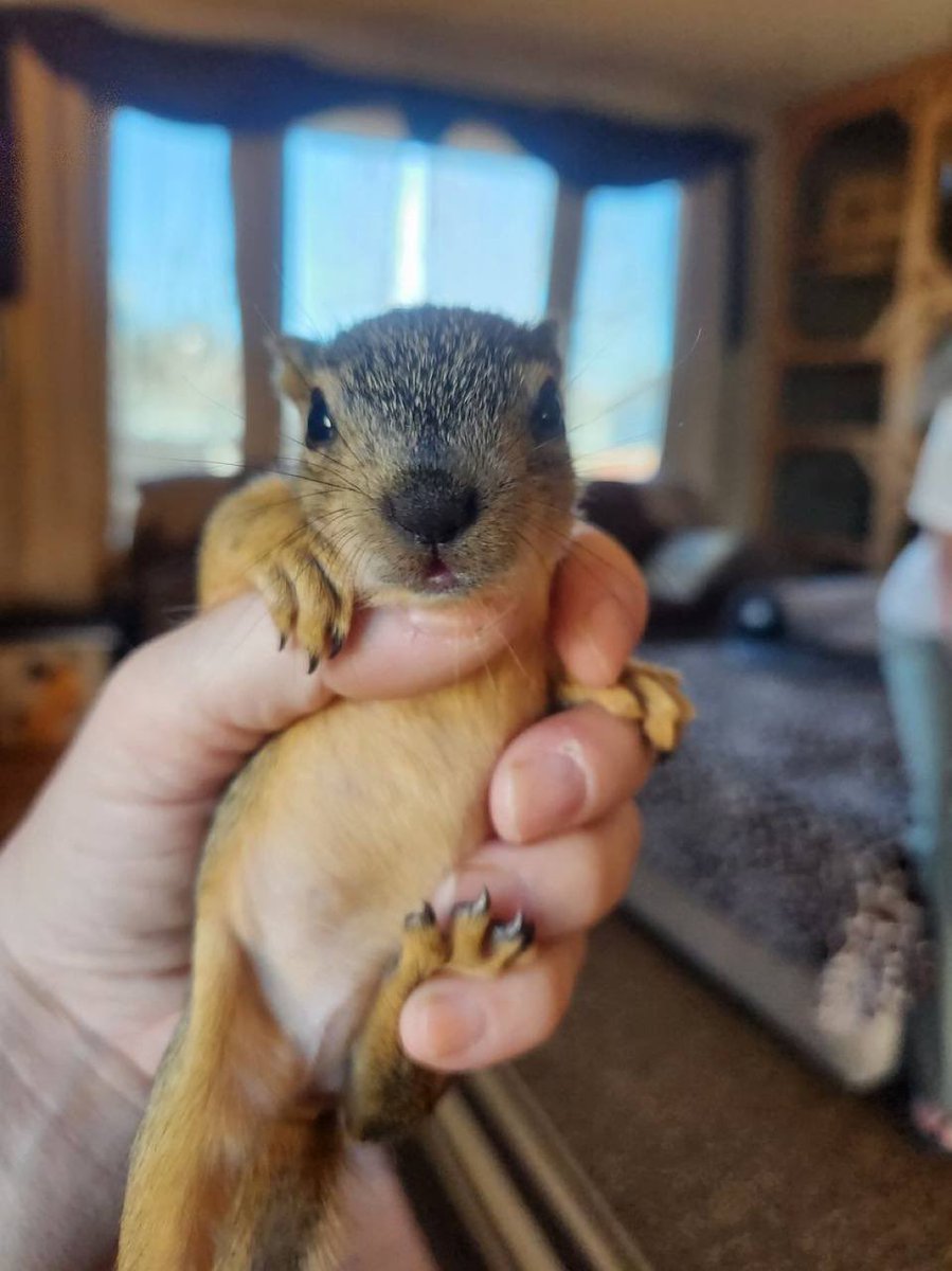 isurfsounds's tweet photo. @unaboysweb3 4 years ago @Tye_Rannosaurus sold her dogecoin to save $pudge and atleast 100 other squirrels 

pudge is alive and well, now $pudge will do what doge did and save many more 

buy pudge, save squirrels. 🩵🐿️

also, just look how incredibly cute this is 

#longlivepudge
#pudge https://t.co/GoC4R76jG3