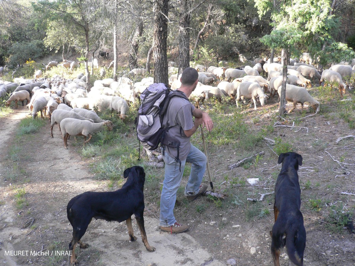 Dernier jour pour le Colloque International sur le #Pastoralisme 🐑 au Sénégal avec une table ronde de Benoit Dedieu, Directeur de Recherche à INRAE: «recherche sur le pastoralisme en France: état des lieux et questions»🧐 <a href="/Cirad/">Cirad</a> <a href="/INRAE_France/">INRAE</a> <a href="/InstitutAgroMtp/">L'Institut Agro Montpellier</a> <a href="/dP_PPZS/">dP_PPZS</a>