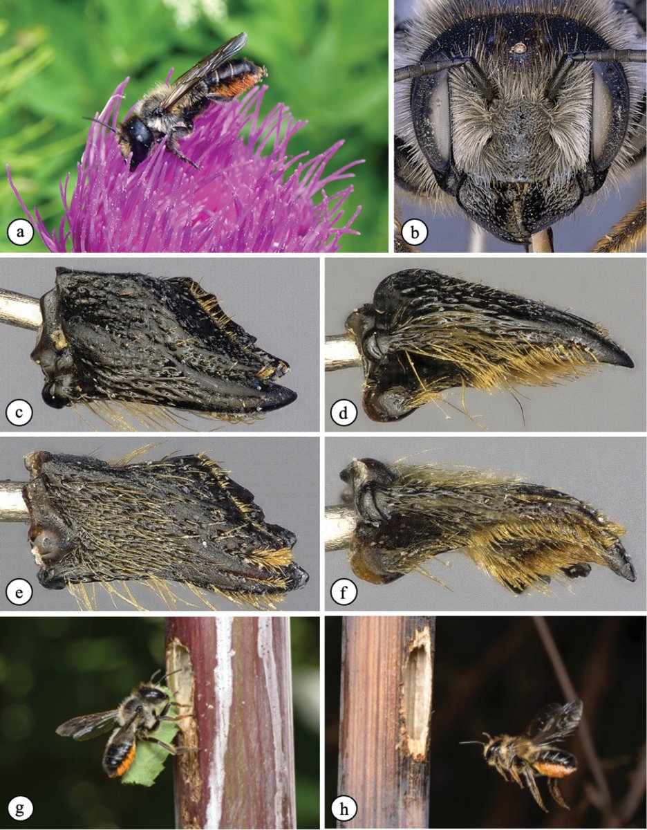 AlpineEnto's tweet photo. Exploring the distribution, habitat, and nesting biology of the rare leafcutter bee Megachile genalis, this study highlights its dependence on specific plants and habitats in the Swiss Alps, emphasising the need for targeted #conservation efforts.

🔗 https://t.co/krT9wTvOeH https://t.co/h4mnTkUxWh