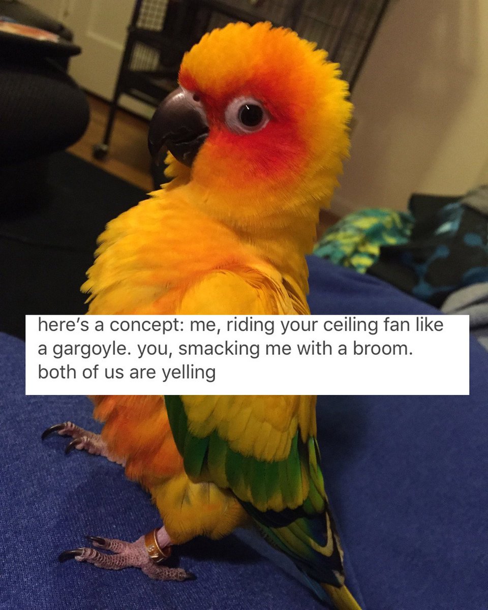 cinniharpy's tweet image. 