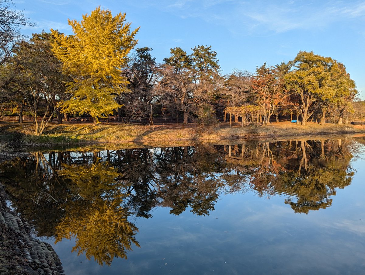 dreamdragon32's tweet photo. 1114鷹巣中央公園（北秋田市脇神）

綺麗に色付く葉 https://t.co/6Fzn2Bd3EW