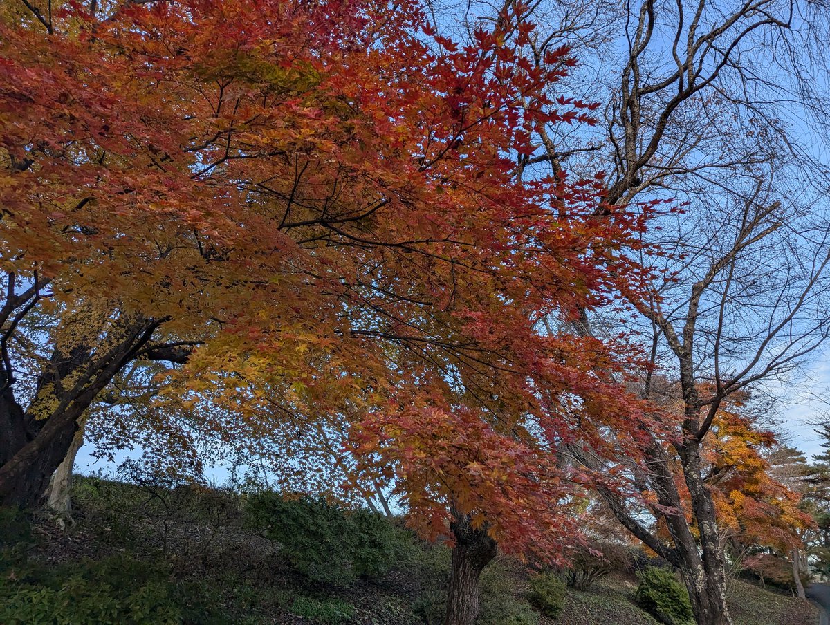 dreamdragon32's tweet photo. 1114鷹巣中央公園（北秋田市脇神）

綺麗に色付く葉 https://t.co/6Fzn2Bd3EW
