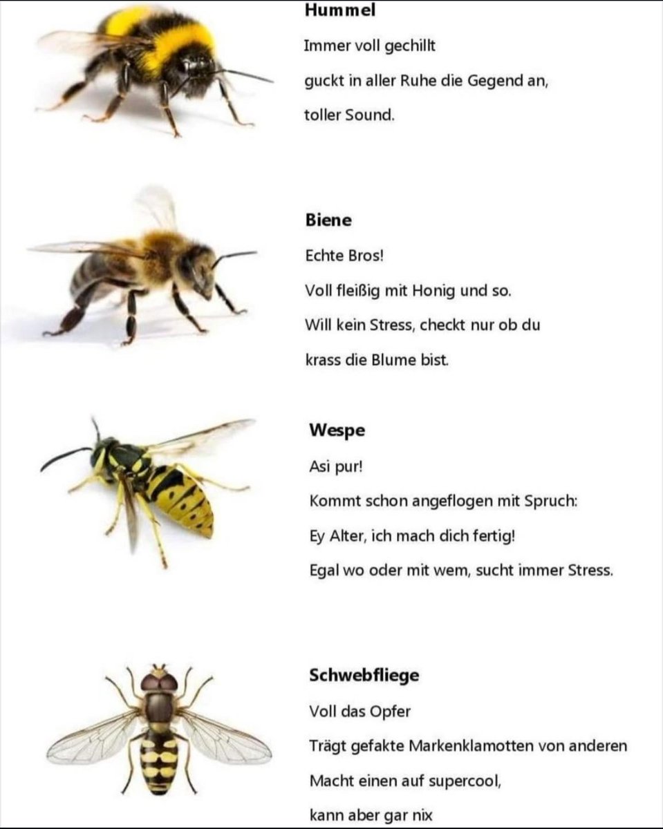 Letzte ist einfach Talahon