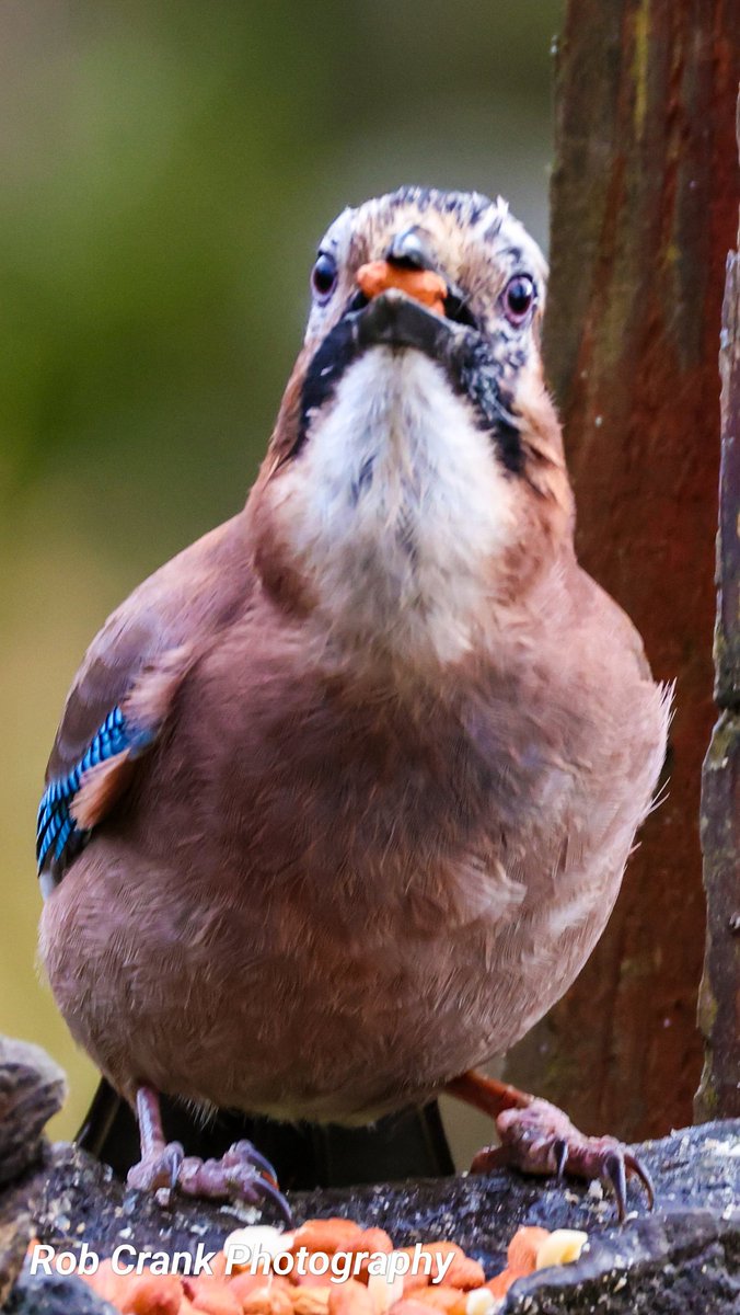 cranky1456's tweet image. It&apos;s time for the #Corvids to shine on #ThursJay, I prefer the colourful one out of them. So here&apos;s a few of my recent #Jay photos from Clough Head on the 11/11/24.

#TwitterNatureCommunity #TwitterNaturePhotography #NatureTherapy #NaturePhotography #NaturesBeauty @Natures_Voice