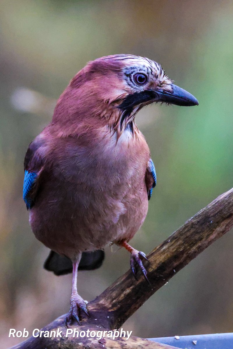 cranky1456's tweet image. It&apos;s time for the #Corvids to shine on #ThursJay, I prefer the colourful one out of them. So here&apos;s a few of my recent #Jay photos from Clough Head on the 11/11/24.

#TwitterNatureCommunity #TwitterNaturePhotography #NatureTherapy #NaturePhotography #NaturesBeauty @Natures_Voice