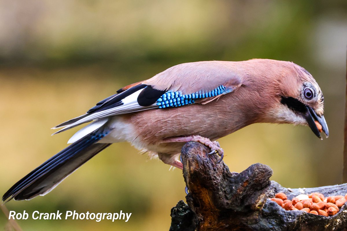 cranky1456's tweet image. It&apos;s time for the #Corvids to shine on #ThursJay, I prefer the colourful one out of them. So here&apos;s a few of my recent #Jay photos from Clough Head on the 11/11/24.

#TwitterNatureCommunity #TwitterNaturePhotography #NatureTherapy #NaturePhotography #NaturesBeauty @Natures_Voice