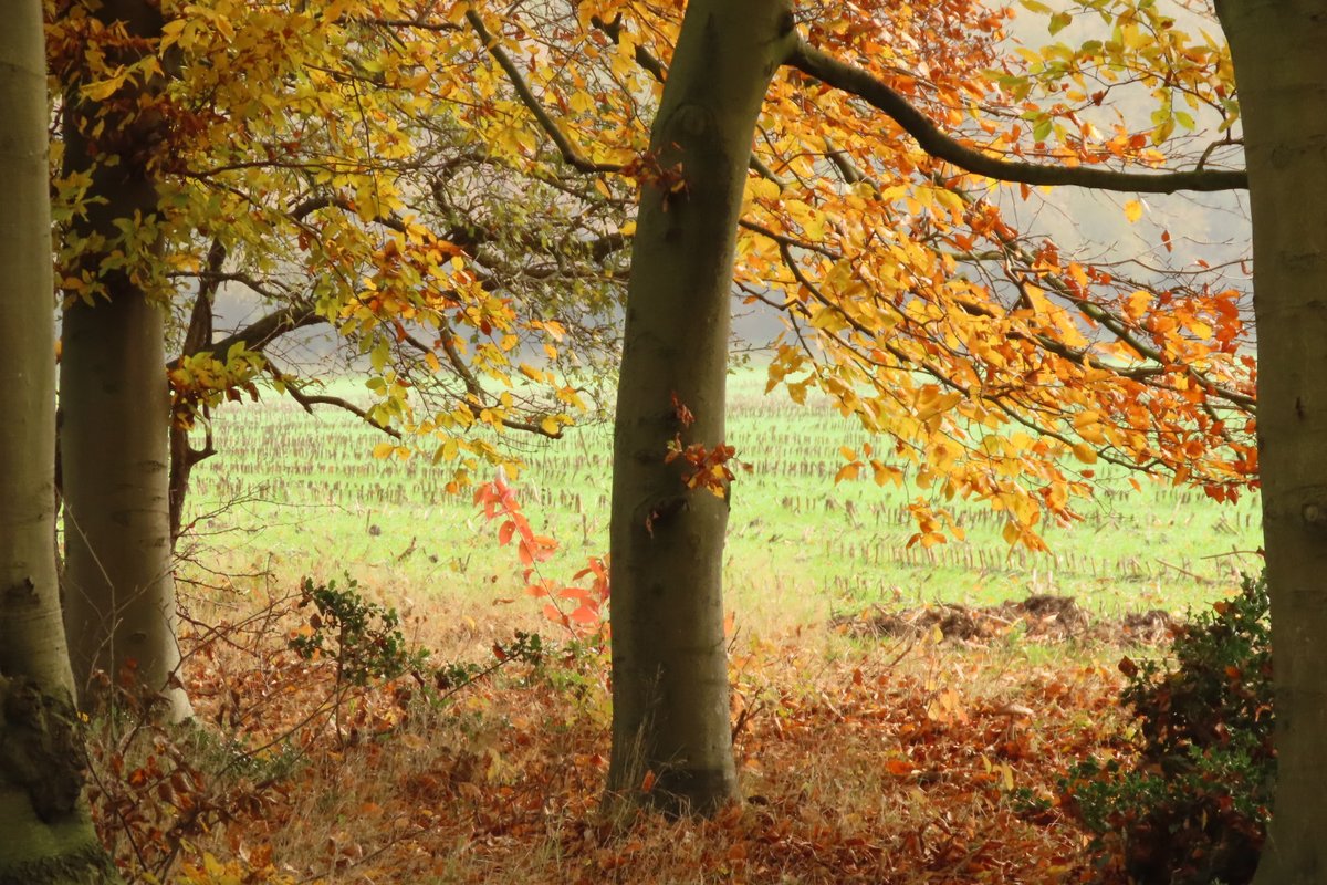 Elsbeth Kwant tweet media