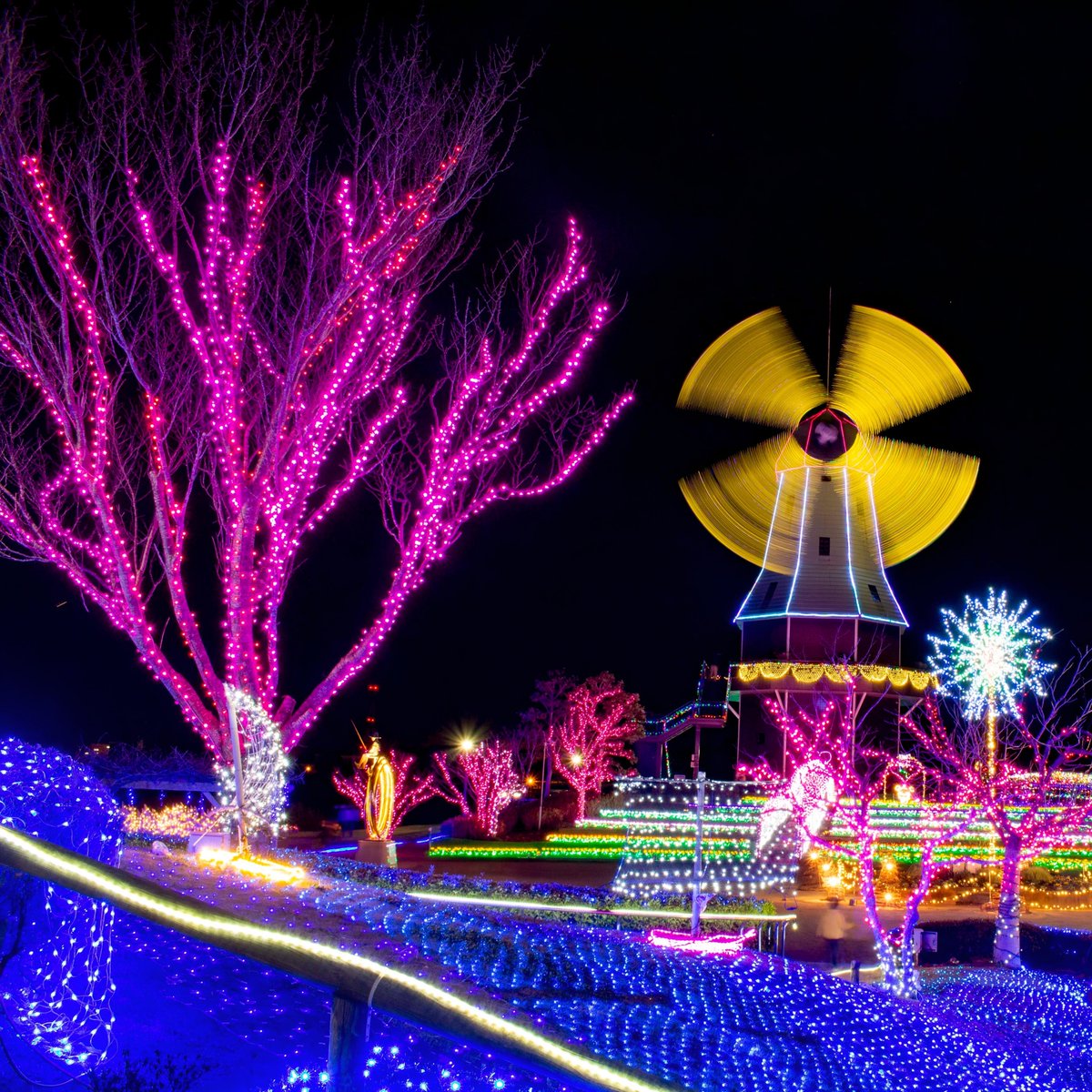 11/23㈯～1/13㈪ 土浦市霞ヶ浦総合公園で「水郷桜イルミネーション