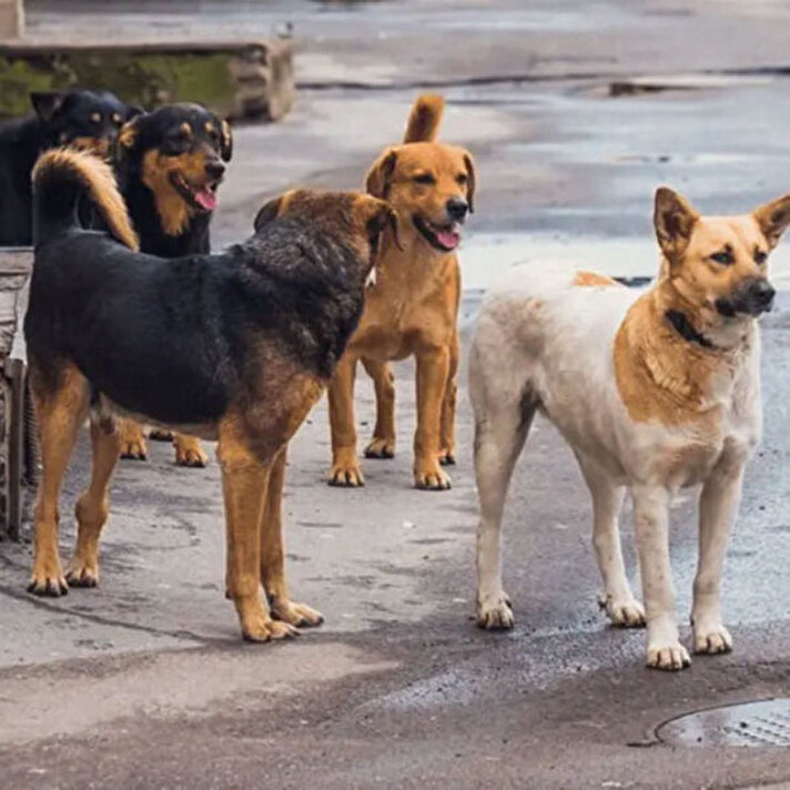 voiceofworldco's tweet photo. Prof. Dr. Ebru Yalçın: 

Köpekler, insanların beden dili ile niyetlerini çok hızlı ve çok iyi anlayabiliyor. https://t.co/Cd0TKTcqkk