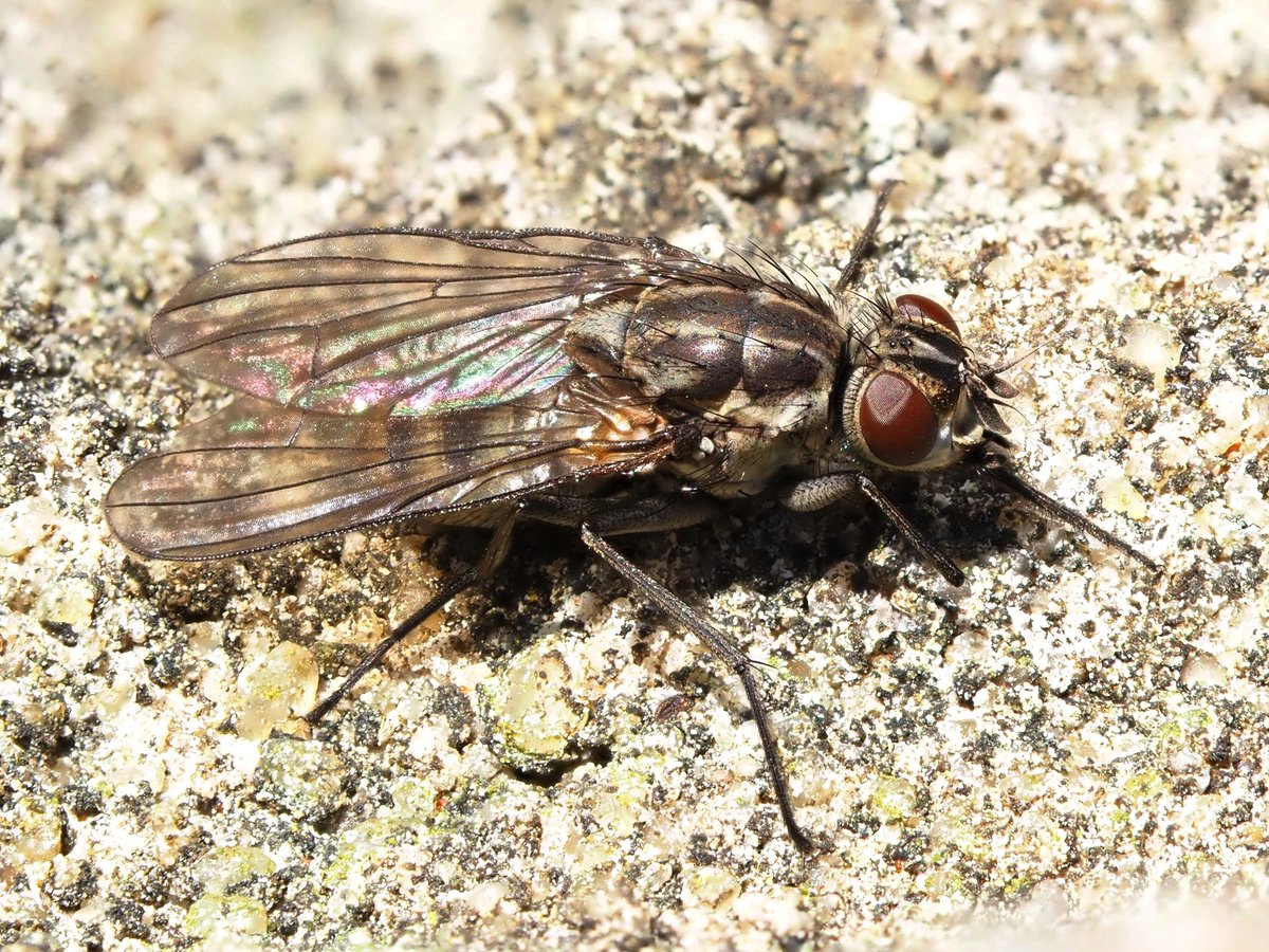 UK Muscidae & Fanniidae Study Group tweet media