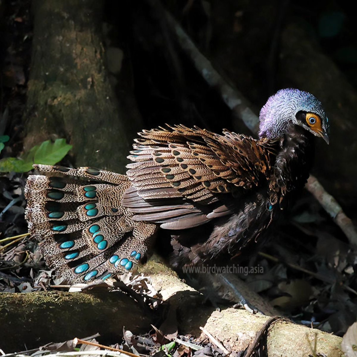 Sabah Tourism Board tweet media