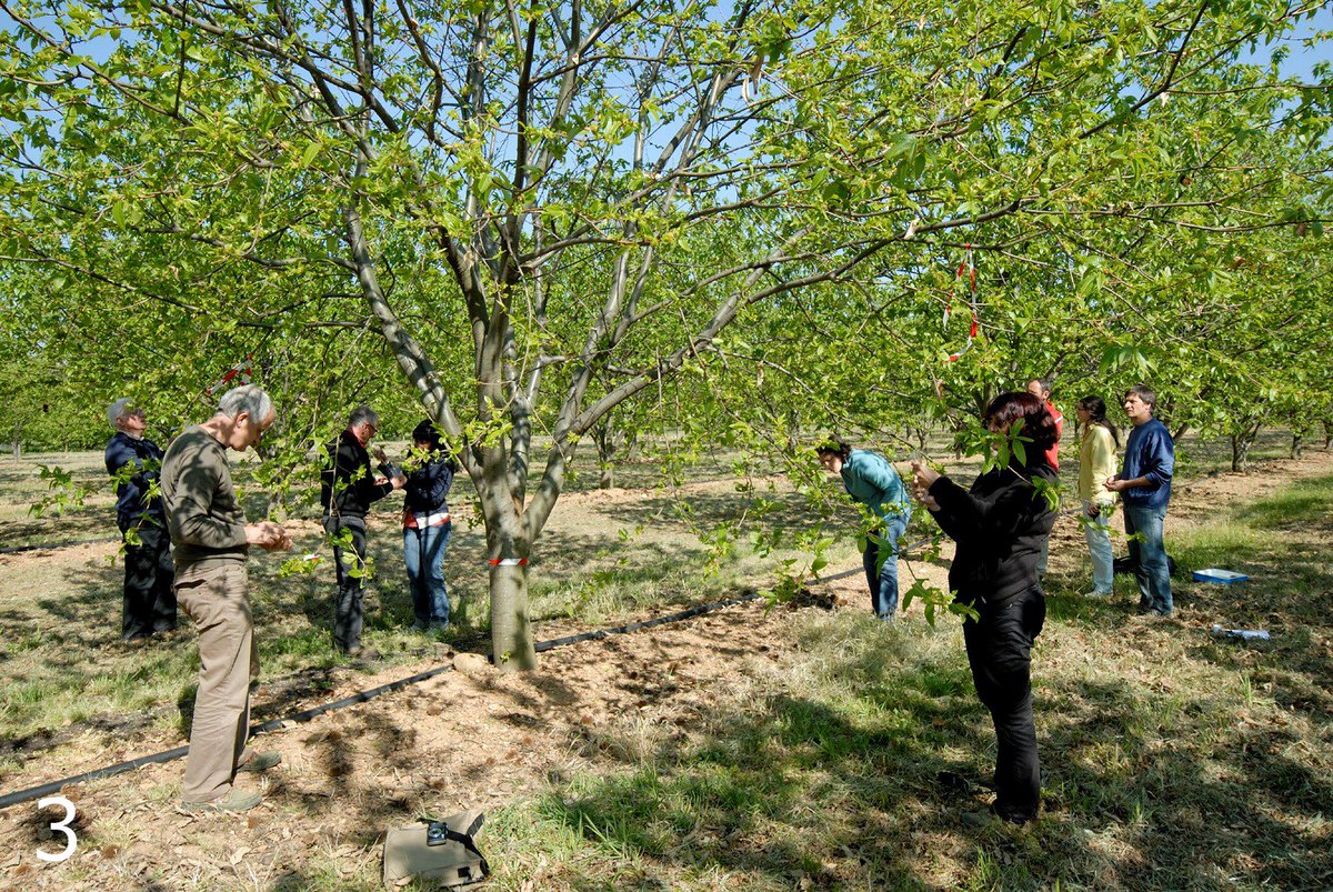 🌰🌳Production de marrons et châtaignes : une opération de  #biocontrôle réussie éloigne la menace de pertes importantes.
🐝Le cynips est une petite guêpe, originaire de Chine. Arrivée en France en 2007, elle s’est vite imposée comme le principal ravageur des châtaigniers,