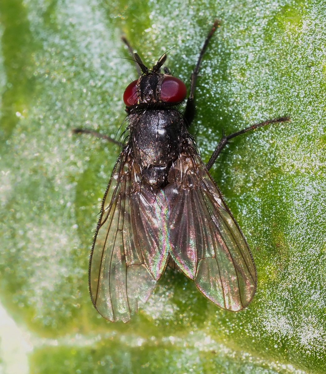 UK Muscidae & Fanniidae Study Group tweet media