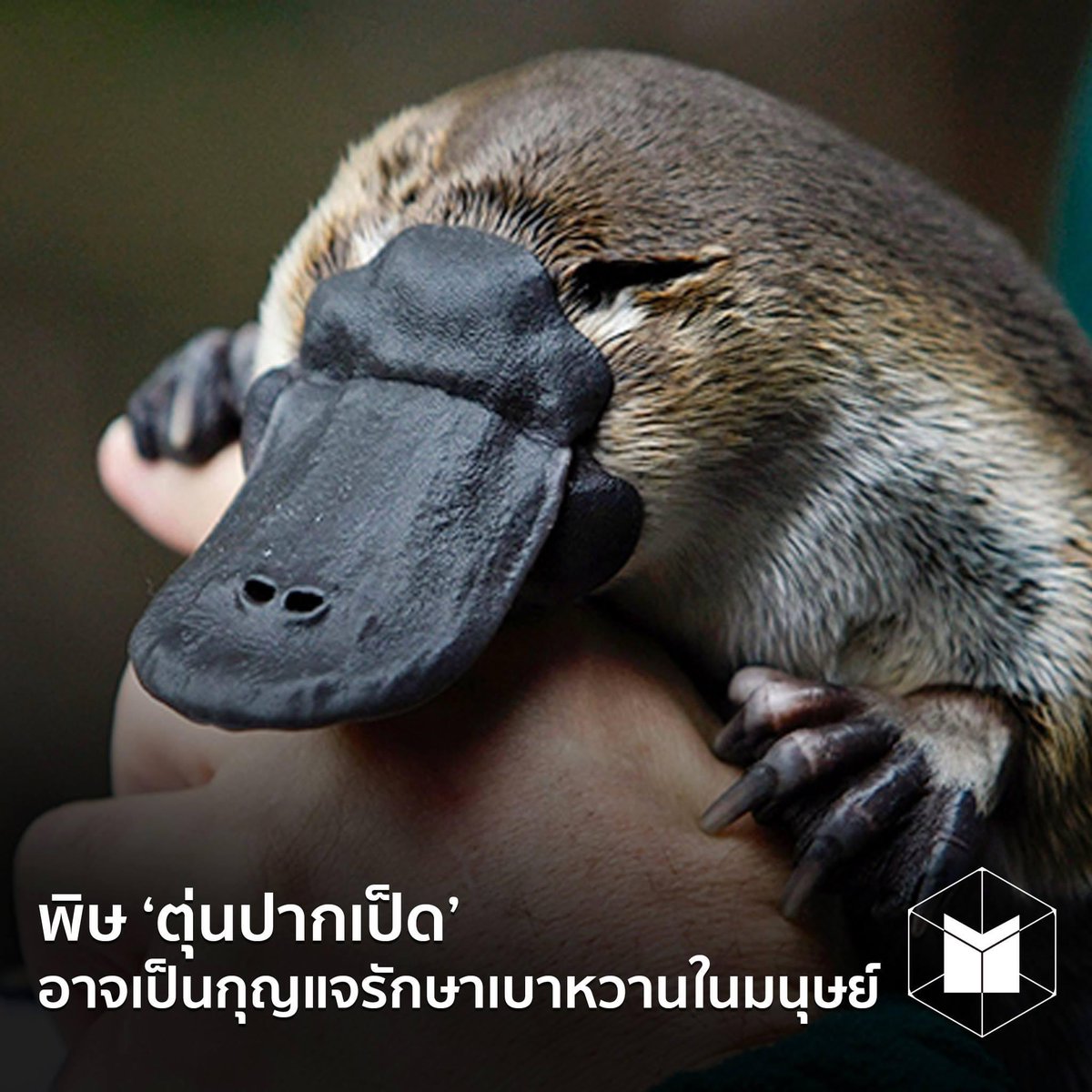 Chomhappyness's tweet photo. พี่จองแกเนิร์ดสัตว์จริงๆนะ แต่ละเรื่องรอบรู้ในสิ่งที่เราไม่เคยรู้มาก่อน ชอบตรงที่รอบนี้ถึงจะโดนจดเถียง(อีกแล้ว)ว่าไม่มี แต่พิ้จ๋ายืนยันอีกทีว่ามีพิษอันนี้จริง เมนพ๋มเก่งมากคับ🥹✨ https://t.co/EEbYTHDICj