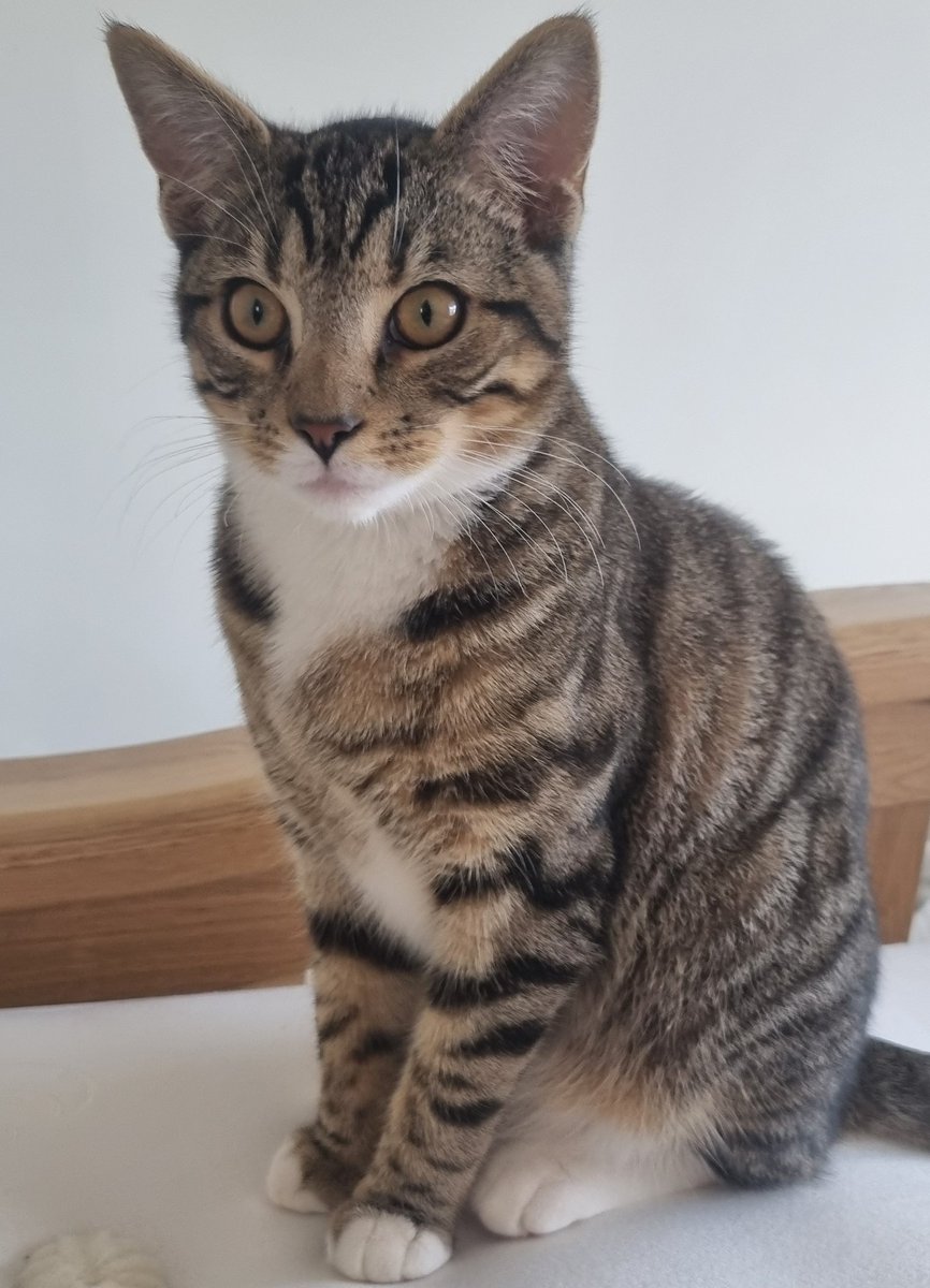 Me and Ralph are over on the other app too - y'know, the one where the sky is all blue and that. Same @ as on here, I'm a creature of habit lol 💀