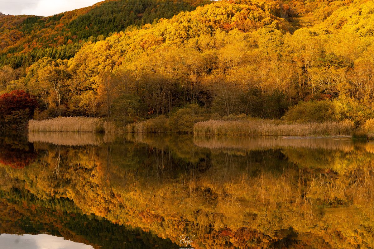t_beko's tweet photo. 紅葉リフレクション🍁

パッと見、どちらが水面が分からないくらいの水鏡でした https://t.co/MvTKcgcBNK
