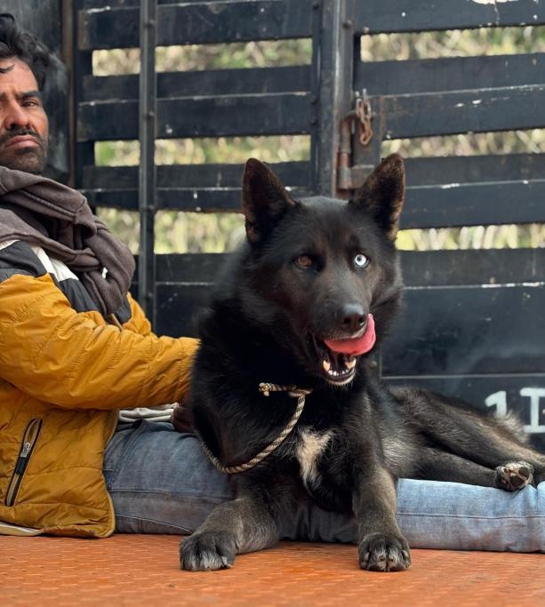 espin_jeanneth's tweet photo. Xfa necesito su ayuda para hacer difusión posible se robaron caminantes venezolanos al perrito de mi papi en Tulcan han visto que lo estaban transportando por San Gabriel seguramente se dirigen a Quito xfa ayudennos a hacer difusión antes de q lo vendan o lo abandonen x ahí 😭😭 https://t.co/pAiHPP7GgI
