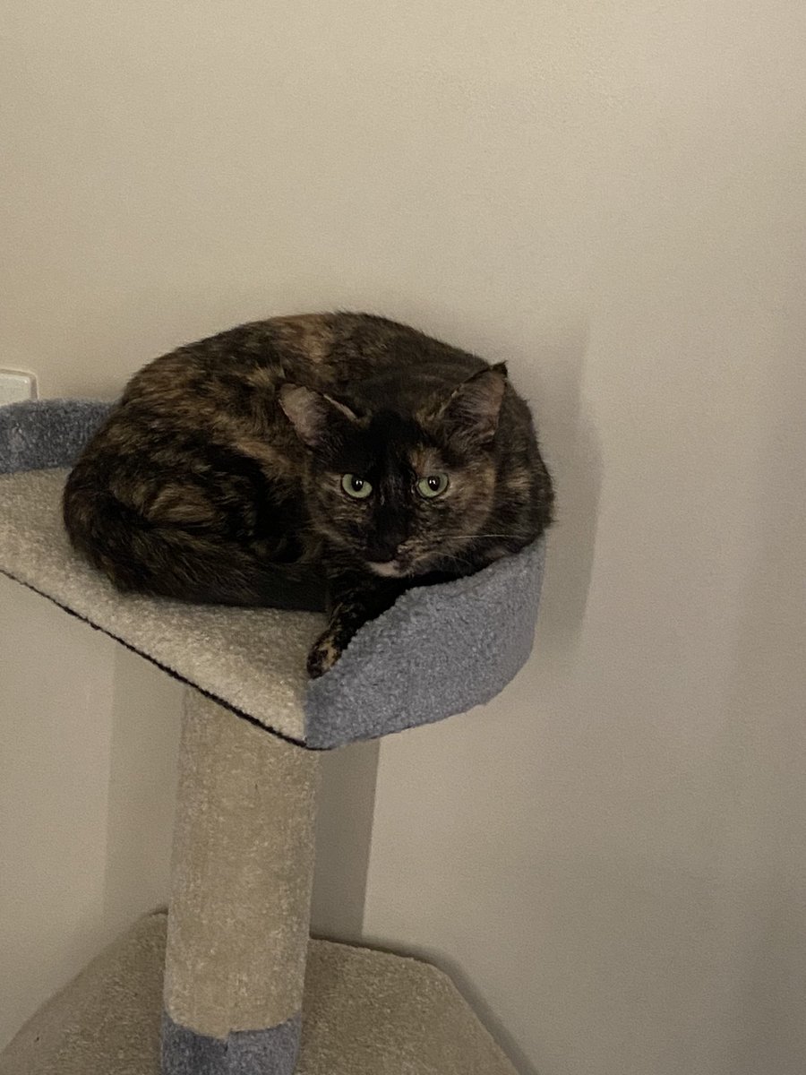 So I got a cat