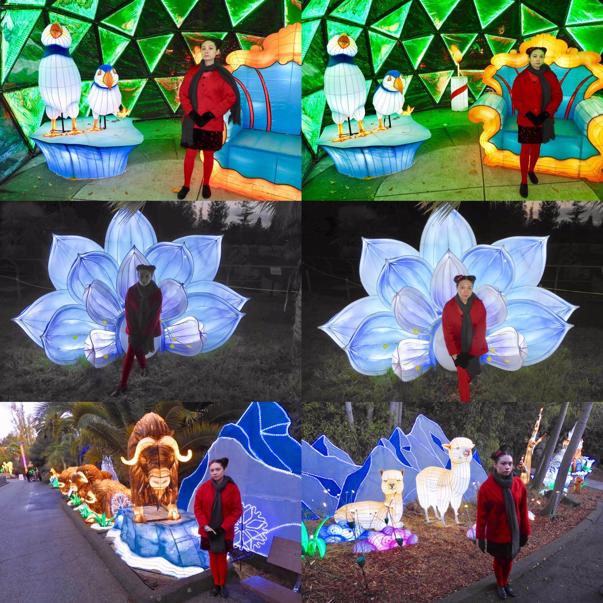 Queenie4ever's tweet photo. Glofari was cool #Visitoakland #glofari #oaklandzoo #lanterns https://t.co/GISTvdlSS1