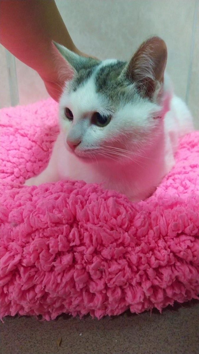 📍ÖMÜRLÜK YUVA
Bu yavrularımıza ömürlük yuva arıyoruz. 3 aylık bu bebekler gözlerini kaybetmek üzereyken bulunup kliniğe alındılar, artık iyileştiler. Klinikten çıkacaklar son 2 günleri var. Sahiplendirme takip şartı ile olacaktır.
📞: 05552040580