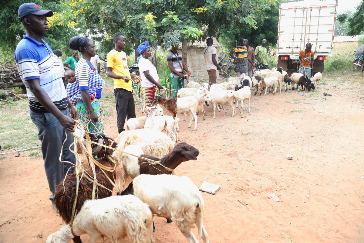 AgricultureTg (@agriculturetg) on Twitter photo <a href="/FSRP/">FS RP</a> TOGO : 704 géniteurs ovins caprins acquis et distribués à 176 éleveurs de petits ruminants de la région des savanes
👇👇👇
agriculture.gouv.tg/fsrp-704-genit…
@Followers
<a href="/FsrpWa/">FSRP</a>
<a href="/CORAFNews/">CORAF</a>
<a href="/GouvTg/">Gouvernement Togolais/Togolese Government</a>
<a href="/GAFSPfund/">Global Agriculture & Food Security Program</a>
<a href="/Banquemondiale/">Banque mondiale</a> <a href="/FSRP/">FS RP</a> TOGO : 704 géniteurs ovins caprins acquis et distribués à 176 éleveurs de petits ruminants de la région des savanes
👇👇👇
agriculture.gouv.tg/fsrp-704-genit…
@Followers
<a href="/FsrpWa/">FSRP</a>
<a href="/CORAFNews/">CORAF</a>
<a href="/GouvTg/">Gouvernement Togolais/Togolese Government</a>
<a href="/GAFSPfund/">Global Agriculture & Food Security Program</a>
<a href="/Banquemondiale/">Banque mondiale</a>