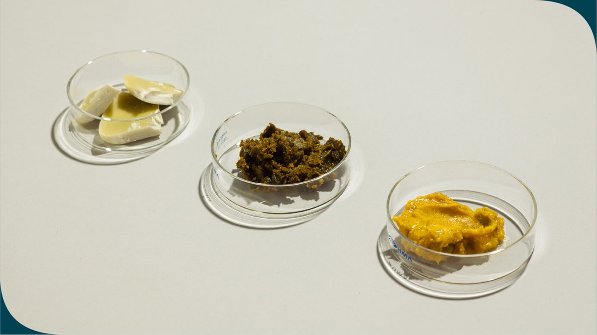 Lupaavia tutkimustuloksia puolukasta ja kuusenneulasista uutetuista biovahoista! Tutkimushankkeessamme kehitetään menetelmiä neulas- ja marjavahojen tuotantoon. Lue ketjusta, mitä bioaktiivisia ominaisuuksia vahoilla on ja mihin käyttökohteisiin ne voisivat sopia! 1/5