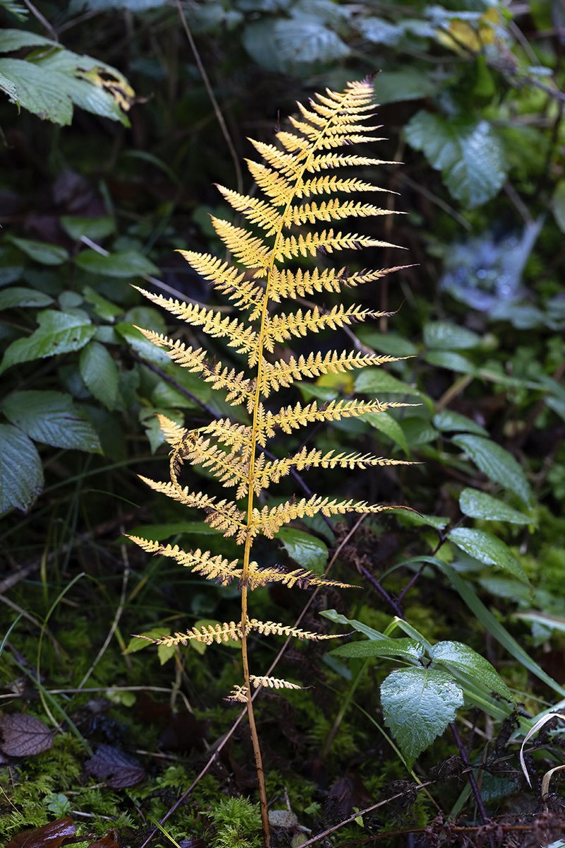 Joerg_Niederer's tweet image. Diesen Goldfarn gibt es so nicht. Er wurde per Photoshop entsprechend eingefärbt. Ist das nun schöner, als in Wirklichkeit. Wie viel Täuschung tut gut?
emkstgallen.blogspot.com/2024/11/goldfa…
#emkstgallen #Methodisten #Farn #Färbung #Gold #Täuschung #Fake #Photoshop #Schönheit #Echtheit #Glanz