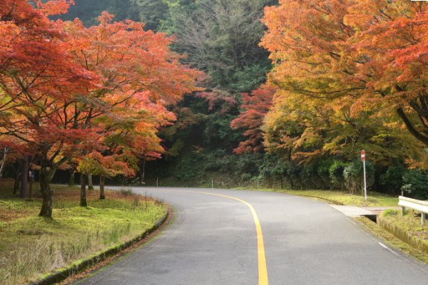 okuhiei's tweet photo. 奥比叡・延暦寺境内の紅葉は見頃です。
見頃のピークを迎えました。

本日沿線を撮影してきました。

週間もみじ通信Vol.4(11/14)
https://t.co/ThZsHwxlur

#比叡山 #延暦寺 #ドライブ  #奥比叡ドライブウェイ #紅葉 https://t.co/0RBzp5tjJv