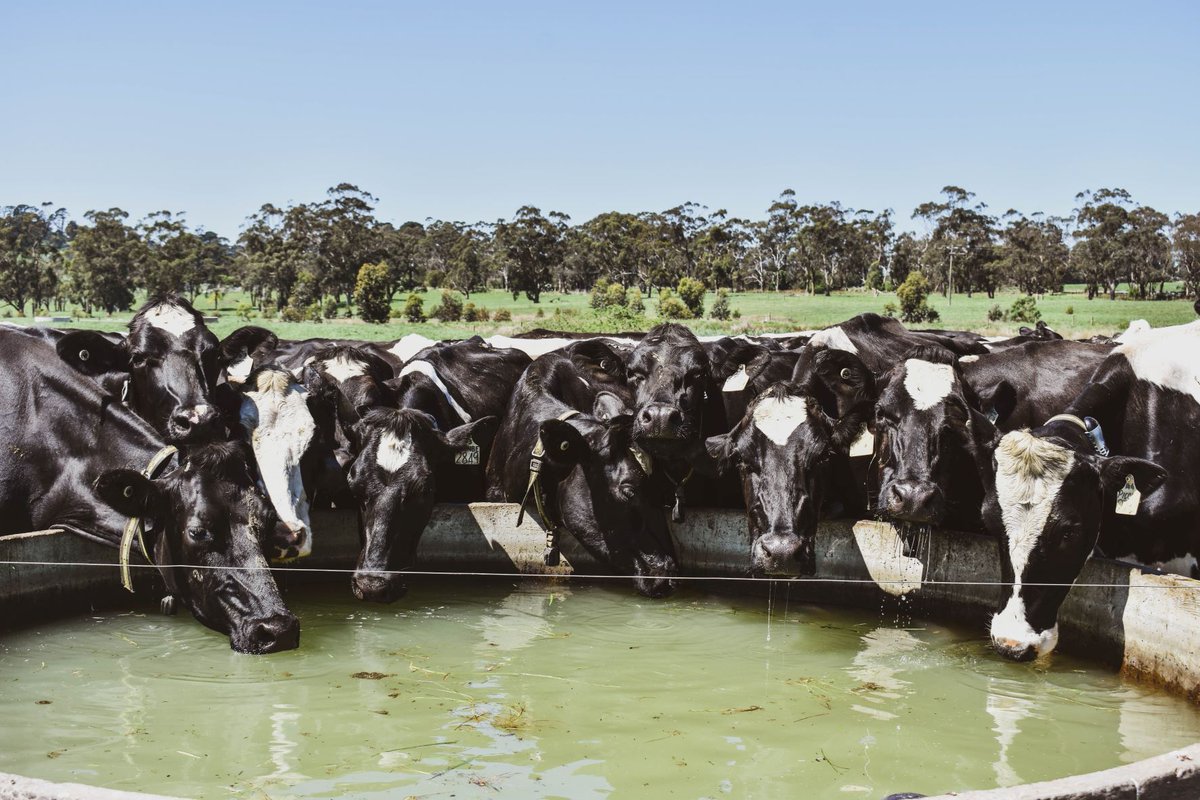 YourFarmGenetics (YFG) tweet media