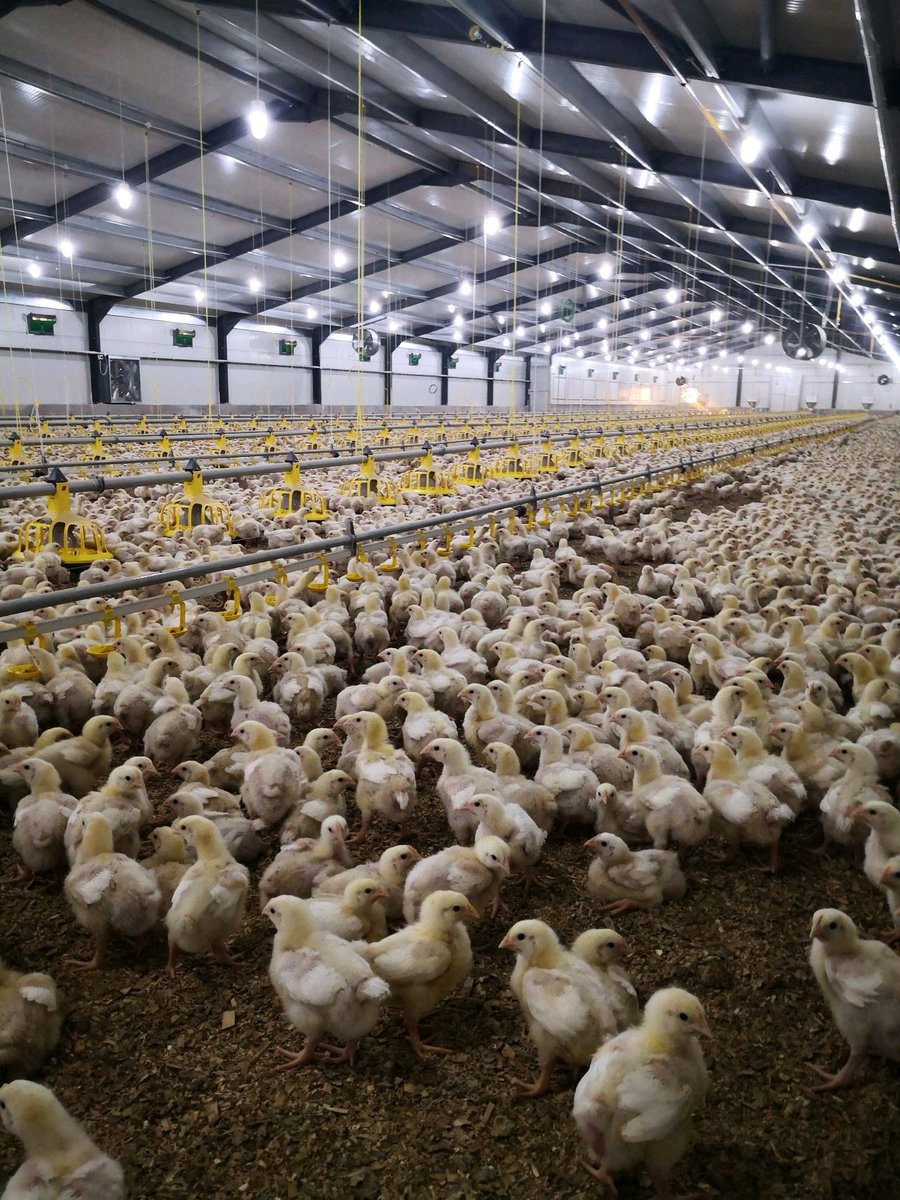 RADVAN🐓🥚🐥 tweet media