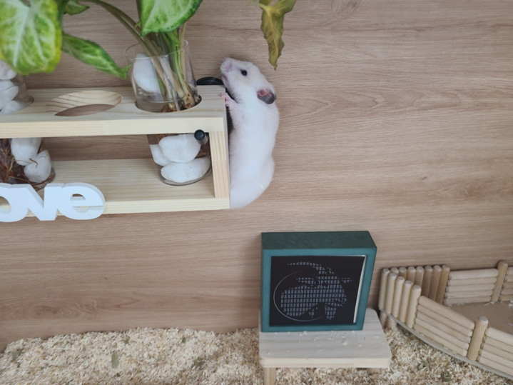 H2artBTC's tweet photo. Hey!!!!!!!!! Goatseus Maximus $GOAT, we might not be an AI-powered coin, but weโre all about life, love, and all things real! ๐๐น
Just watchโweโre gonna be the MEME COIN that leaves you in the dust! โจ๐ฅฐ
#RealLoveWins #HamsterPower
#AnimalLovers #No_AI #Memeisanimal https://t.co/FDacp6YXPv