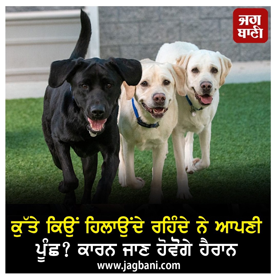 JagbaniOnline's tweet photo. ਕੁੱਤੇ ਕਿਉਂ ਹਿਲਾਉਂਦੇ ਰਹਿੰਦੇ ਨੇ ਆਪਣੀ ਪੂੰਛ? ਕਾਰਨ ਜਾਣ ਹੋਵੋਗੇ ਹੈਰਾਨ
https://t.co/4y4PmkcShv
#WhyDoDogs #Wagging #TheirTails #Dogs #Tails https://t.co/EBgDHnbmQL