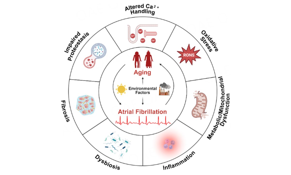 This review from Dr. Wehrens <a href="/XWehrens/">Xander Wehrens</a> contributes to a holistic understanding of the intricate relationship between aging and AF. #aging #Cardiology 
oaepublish.com/articles/jca.2…