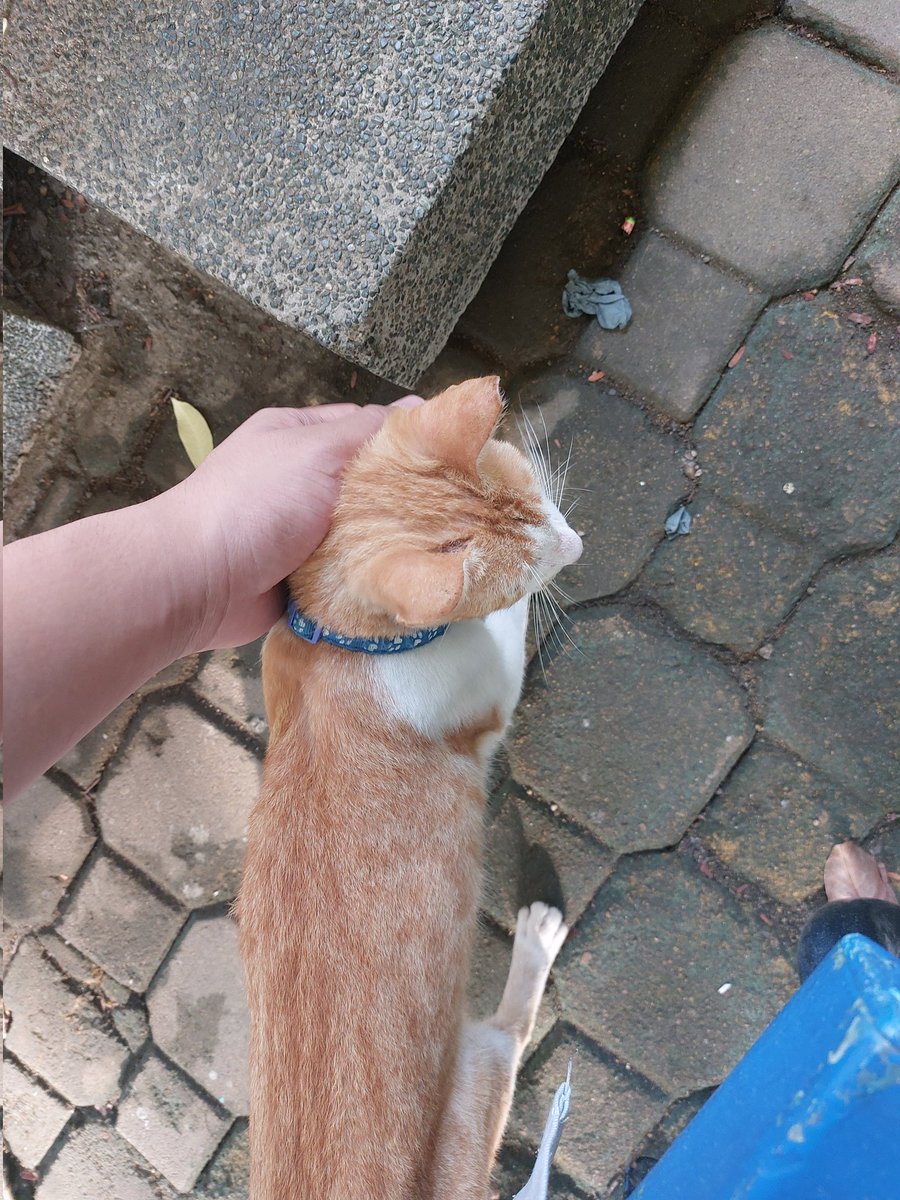 BlunderBustee's tweet photo. @mellowedbuu I touched a cat https://t.co/8xJ06gJC44