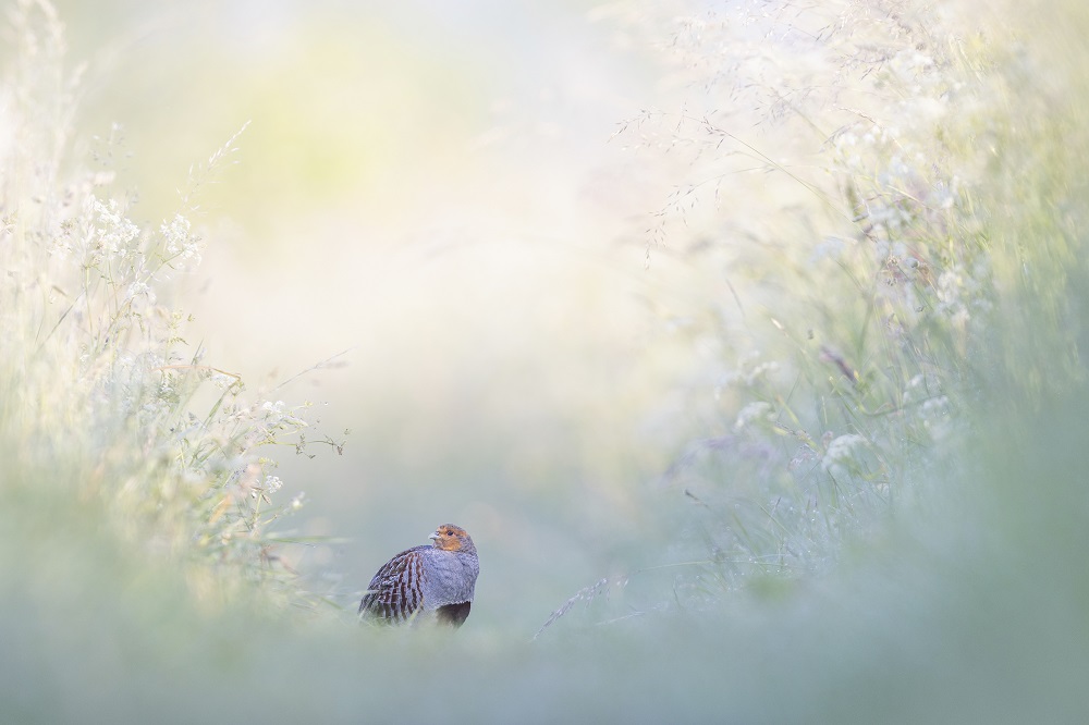 PARTRIDGE network (@partridge_net) on Twitter photo Overall winner of <a href="/Vogelwarte_scie/">Vogelwarte_Science</a> bird photography competition 2024, taken by Christian Höfs, Germany. The Jury said: 'This image looks like a painting. Sadly, such a photo is impossible to take in Switzerland nowadays, because the #greypartridge is now extinct in Switzerland. Overall winner of <a href="/Vogelwarte_scie/">Vogelwarte_Science</a> bird photography competition 2024, taken by Christian Höfs, Germany. The Jury said: 'This image looks like a painting. Sadly, such a photo is impossible to take in Switzerland nowadays, because the #greypartridge is now extinct in Switzerland.