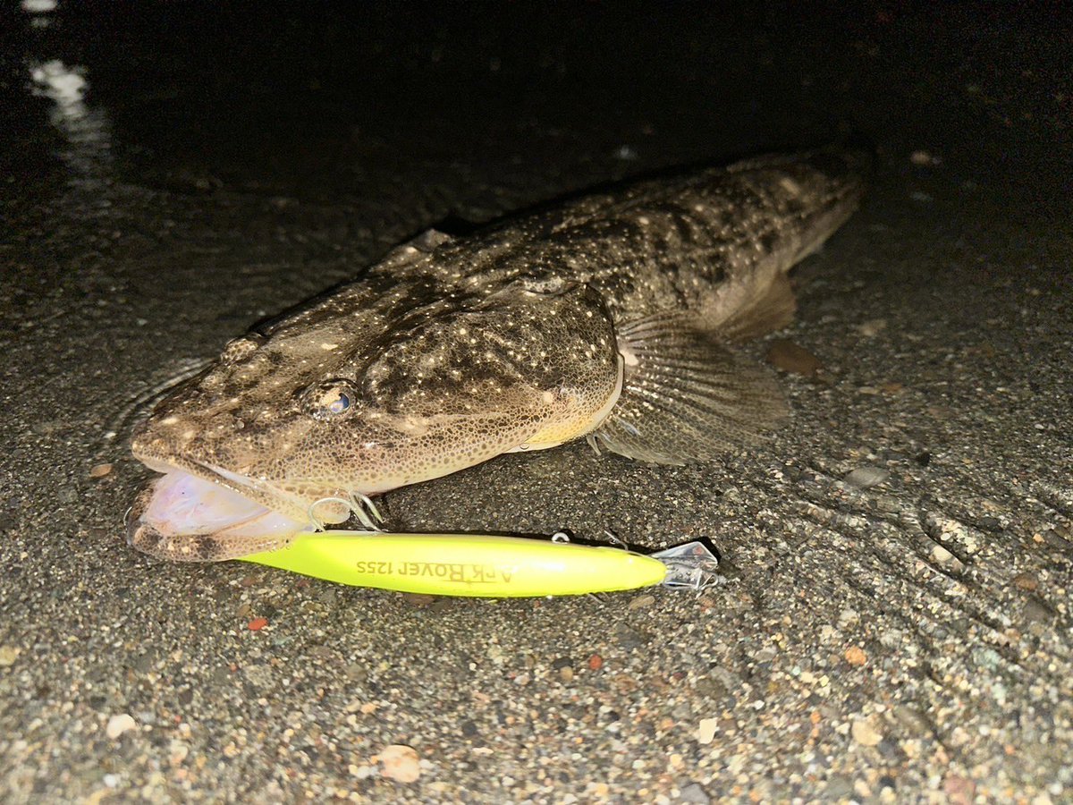 palms_global's tweet image. Flathead with Ark Rover in Japan 🇯🇵
Lure: Ark Rover 125S
#palmsfishing #flathead #flatty #flatties @palms_japan