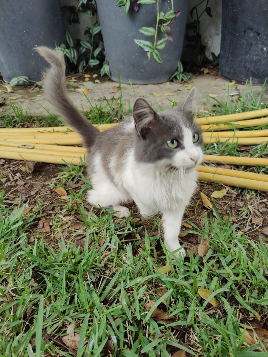 EithneBrowne's tweet image. Another great @Root2Res  annual meeting hosted by @ICARDA in beautiful Rabat, Morocco. Lots of discussions on data analysis methods, skill sharing &amp;amp; implementing new technology for phenotyping roots &amp;amp; #rhizosphere soils, also some lovely cats.
