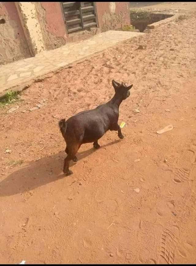 Pick_Twoo's tweet photo. This goat is available for Sale at ₦23,000. If you're intrested kindly DM but please you will come at night to carry it o. My area people don't like my progress. https://t.co/xk1LWjUrJn