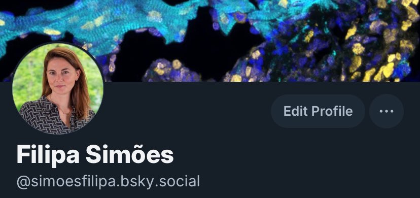 simoesfili's tweet image. Like many here, I am excited about building our community over at 🦋! The last few days have seen a tremendous uptake - join us, keep up the momentum! And please say hi, handle below. #devbio #regeneration #heart #genomics #zebrafish #organoids