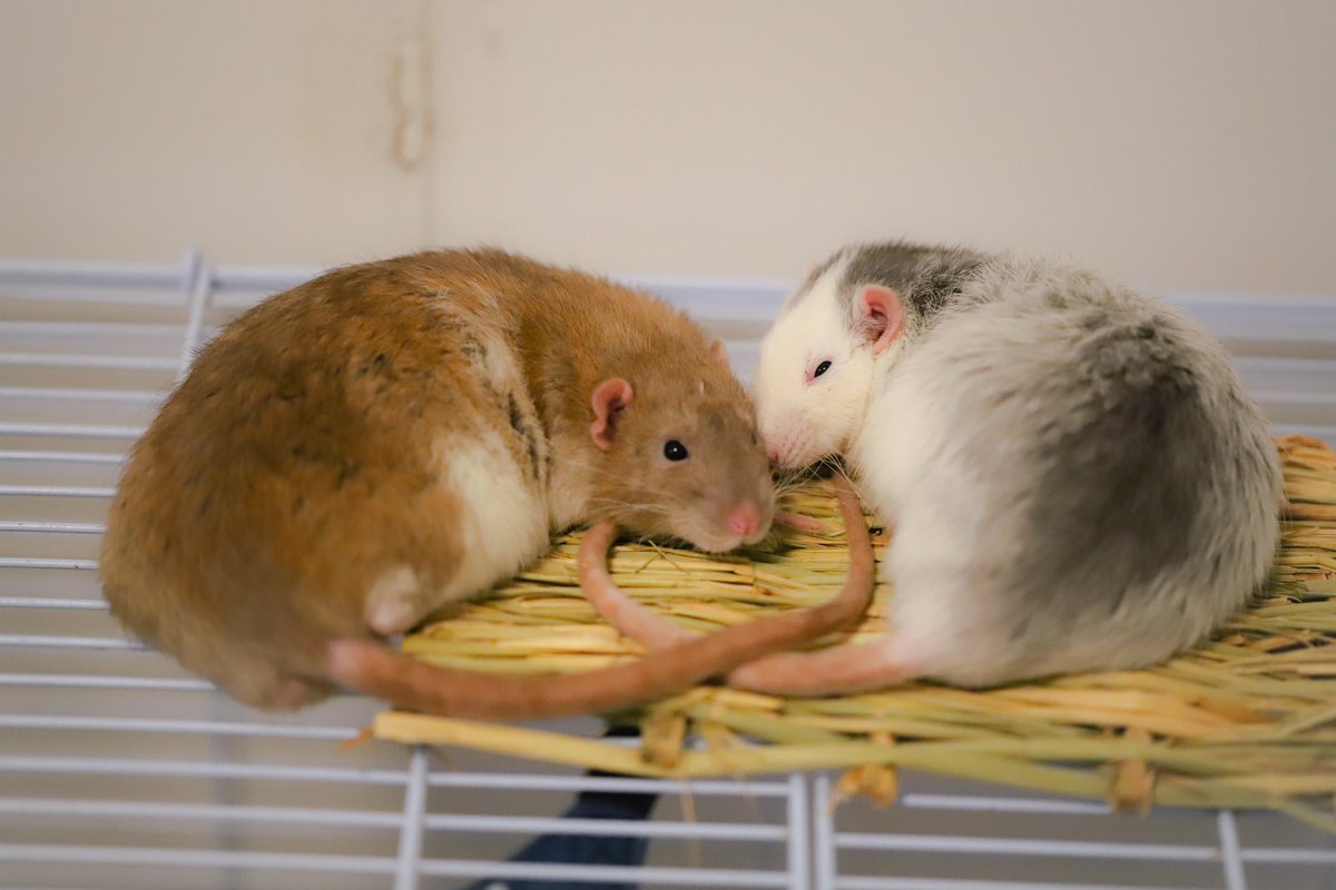 藁座布団🐀&lt;ﾜﾙｸﾅｲ