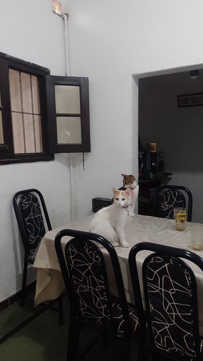 casa sola gato en la mesa